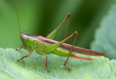 Slant-faced Grasshopper 圓翅螇蚚蝗 Gelastorhinus rotundatus