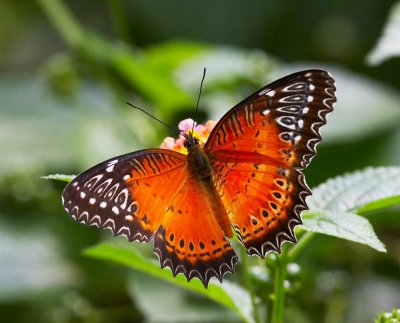 Red Lacewing (male) 紅鋸蛺蝶（雄）Cethosia biblis