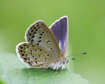 Pale Grass Blue 酢漿灰蝶 Zizeeria maha