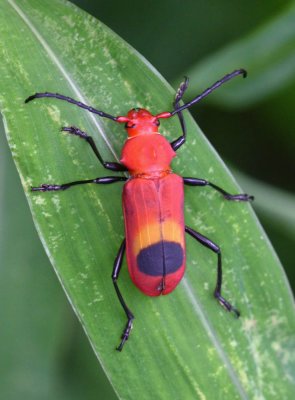 Long-horned Beetle 黃暈闊嘴天牛 Euryphagus miniatus