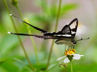 White Dragontail 燕鳳蝶 Lamproptera curius