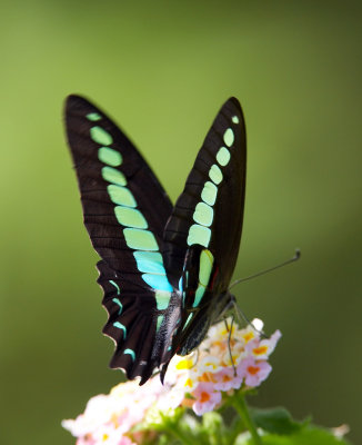 Common Bluebottle 青鳳蝶 Graphium Sarpedon