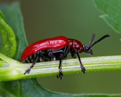 Leaf Beetle 異負泥甲 Lilioceris impressa