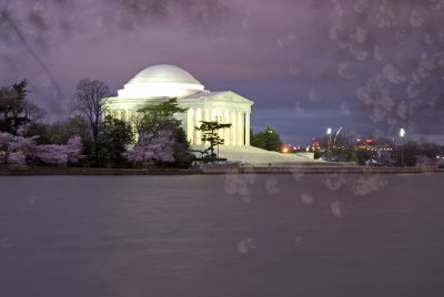 Cherry Blossoms in Washington DC Gallery
