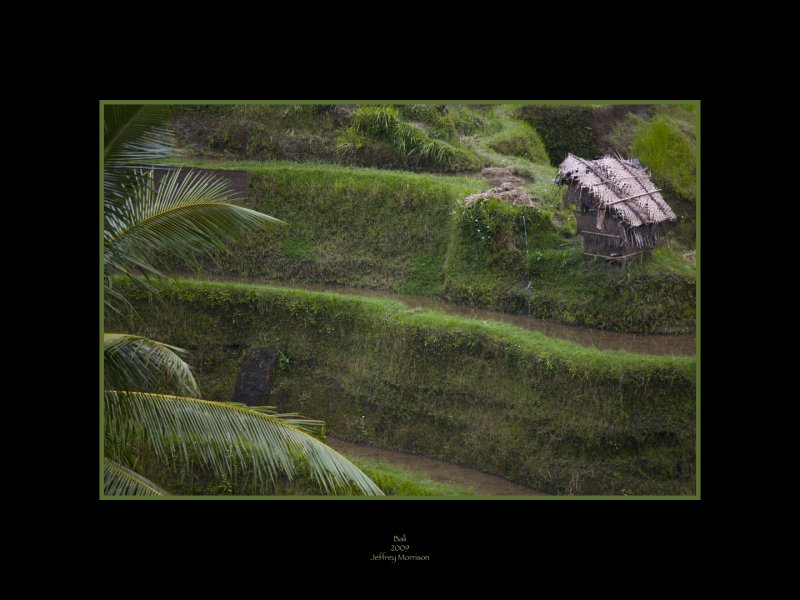 Rice Paddy