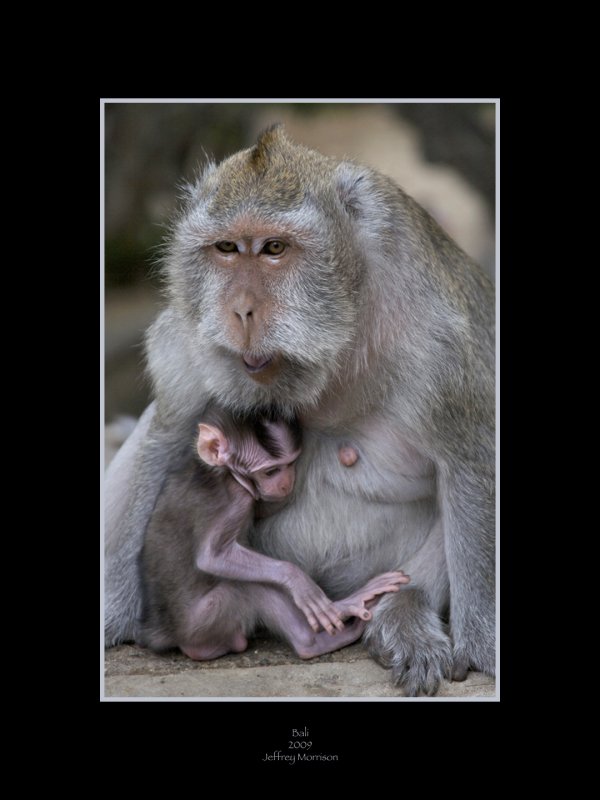 Monkey Temple