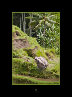 Rice Paddy
