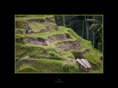 Rice Paddy