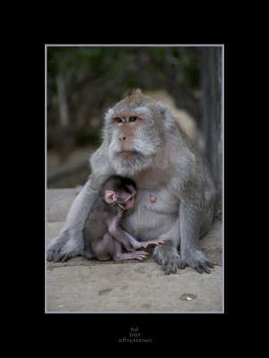 Monkey Temple