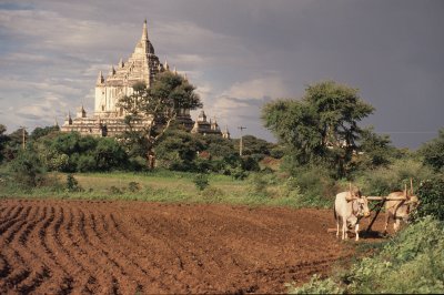 Thatbyinnyu Temple 12th Century.jpg