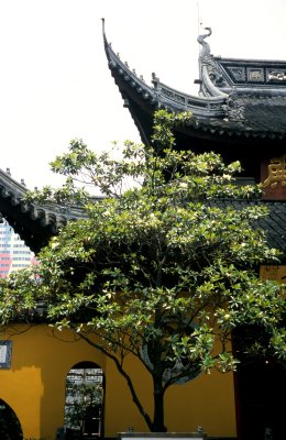 Shanghai. Monastry of the Jade Buddha