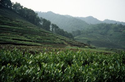 Hanzhou. Green Tea Plantations