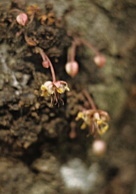 Cacao blossoms