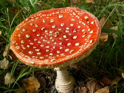  Mushrooms and Fungi
