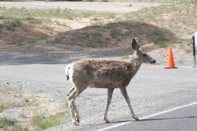 We brake for wildlife