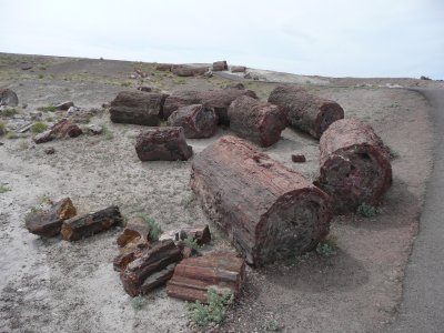 The trees were changed into stone by the forces of nature