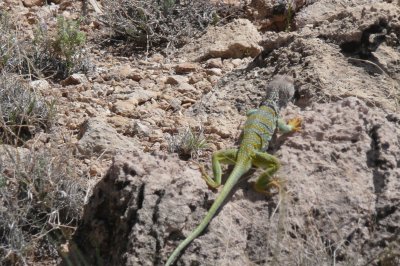 A collared lizard