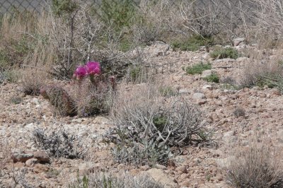 Cactus in bloom