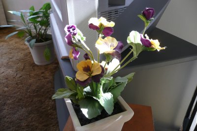 Uncle Harry's pansies enjoy the sunshine