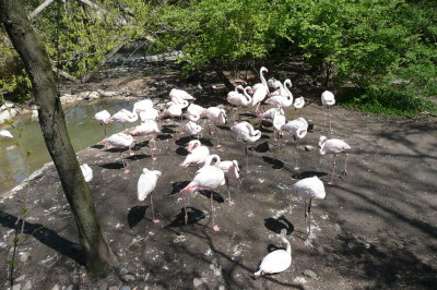 Big birds!