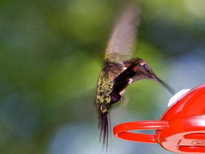 Male Hummer