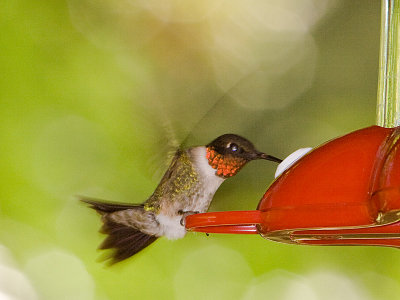 Male Hummer