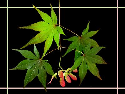 Japanese Maple
