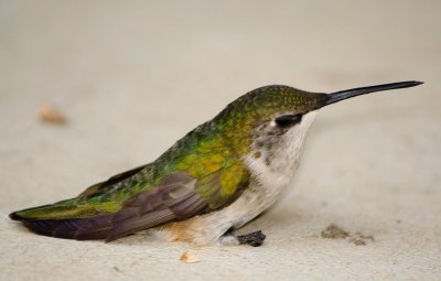 Female Casualty