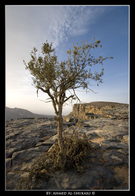 Trees from Jabal Shams - 2000 m ASL
