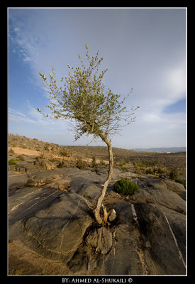 Trees from Jabal Shams - 2000 m ASL