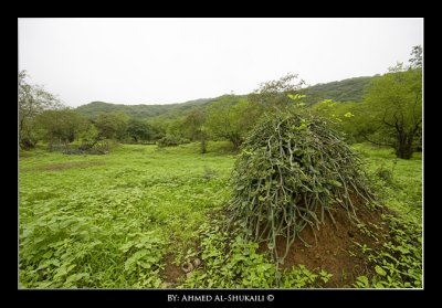 View from Athoom area