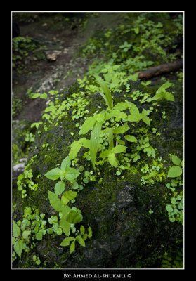 Green Salalah