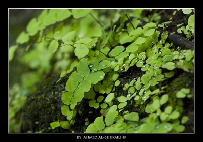 Green Salalah