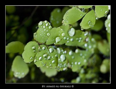 Green Salalah