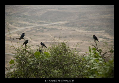 Salalah Birds , aerial view