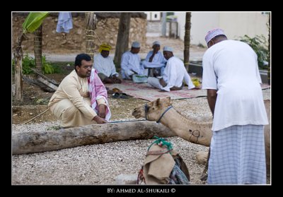 Use of camels to pull up the water from wells for irrigation