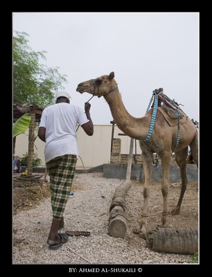 Use of camels to pull up the water from wells for irrigation