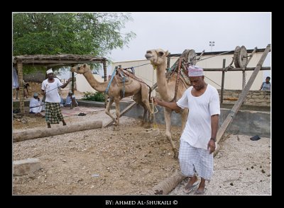 Use of camels to pull up the water from wells for irrigation