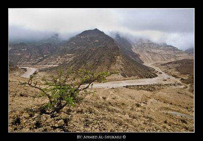 Road to Dhalkut - Luban Tree
