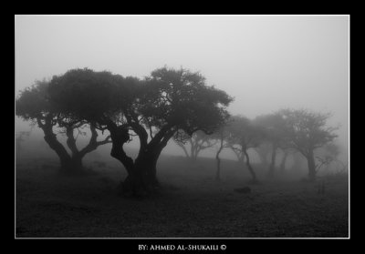 Trees in Mist - Iteen