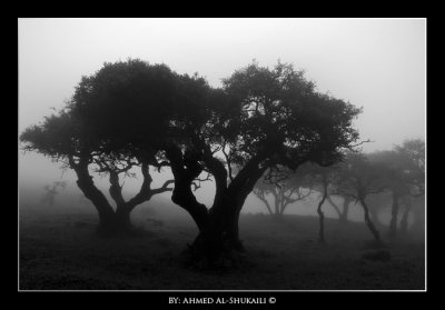 Trees in Mist - Iteen