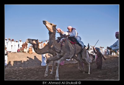 Memories from Camel Race Show