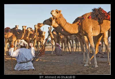 Beduin & Camel
