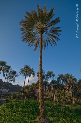 Palm Tree
