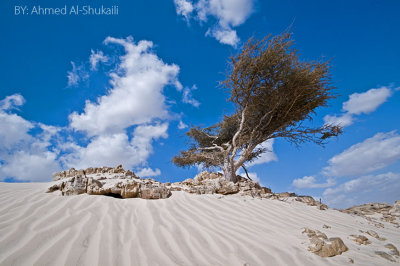 Mahoot White Sands