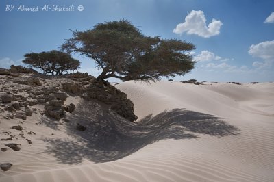 Mahoot White Sands