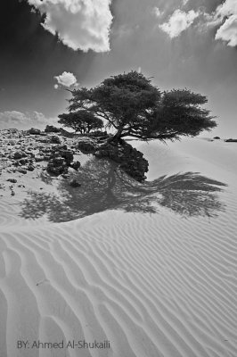Mahoot White Sands