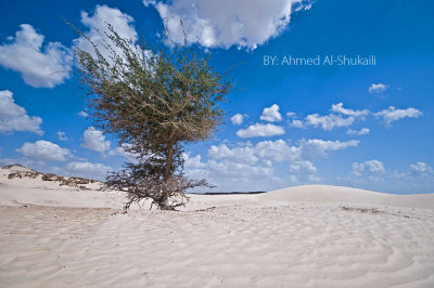 Mahoot White Sands