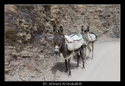 Using donkeys to carry goods