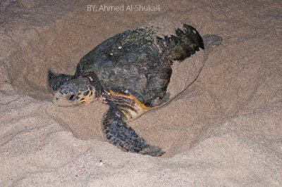 Green Turtle laying eggs at the beach